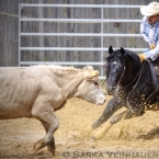 Working cow horse