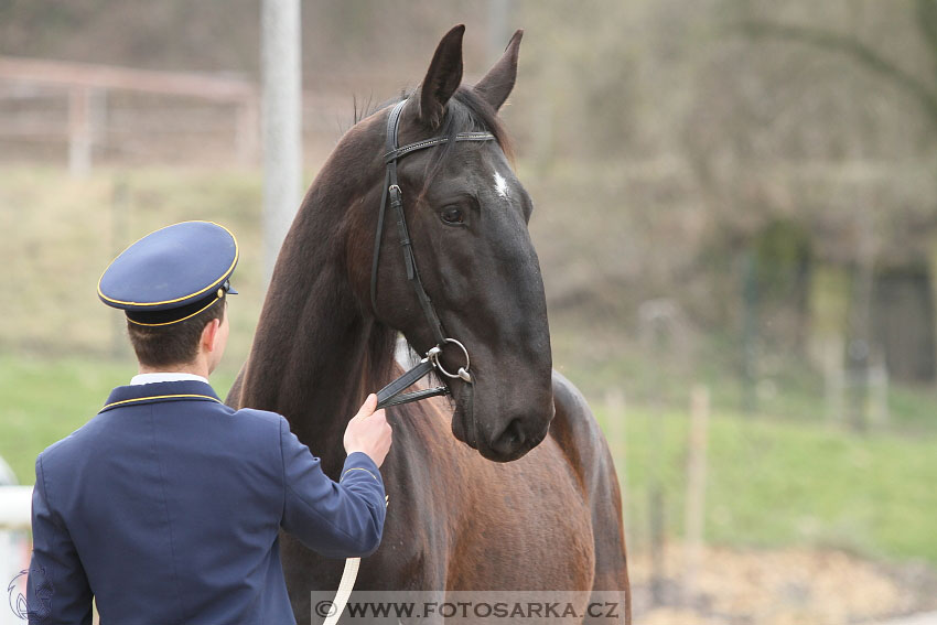 19.3.2016 - Přehlídka koní určených k prodeji NH Kladruby