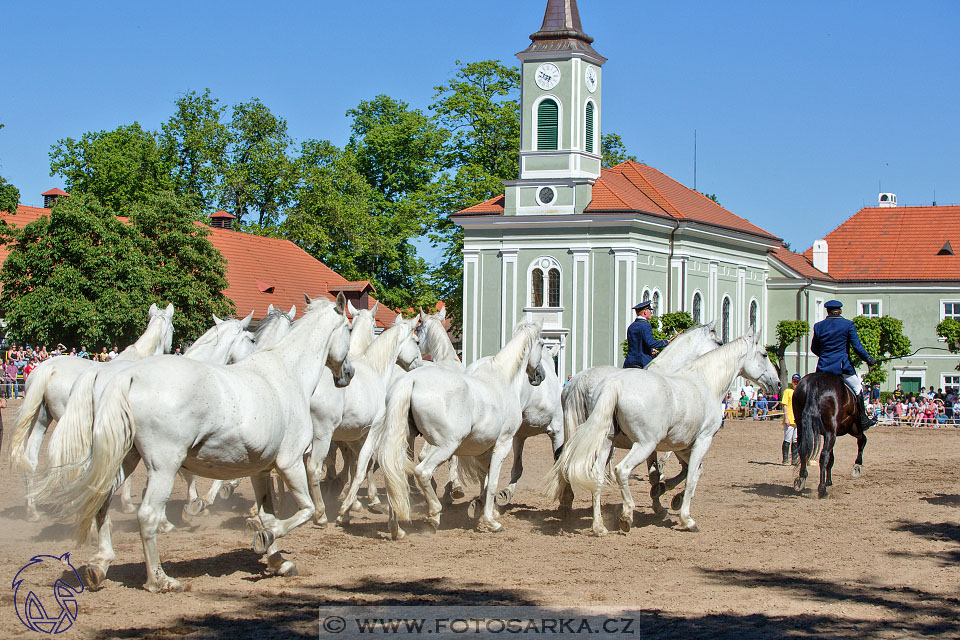 27.5.2017 - Den starokladrubského koně