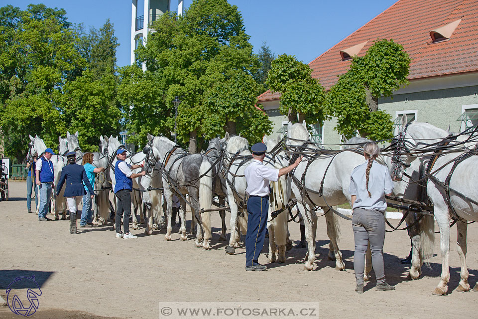 27.5.2017 - Den starokladrubského koně