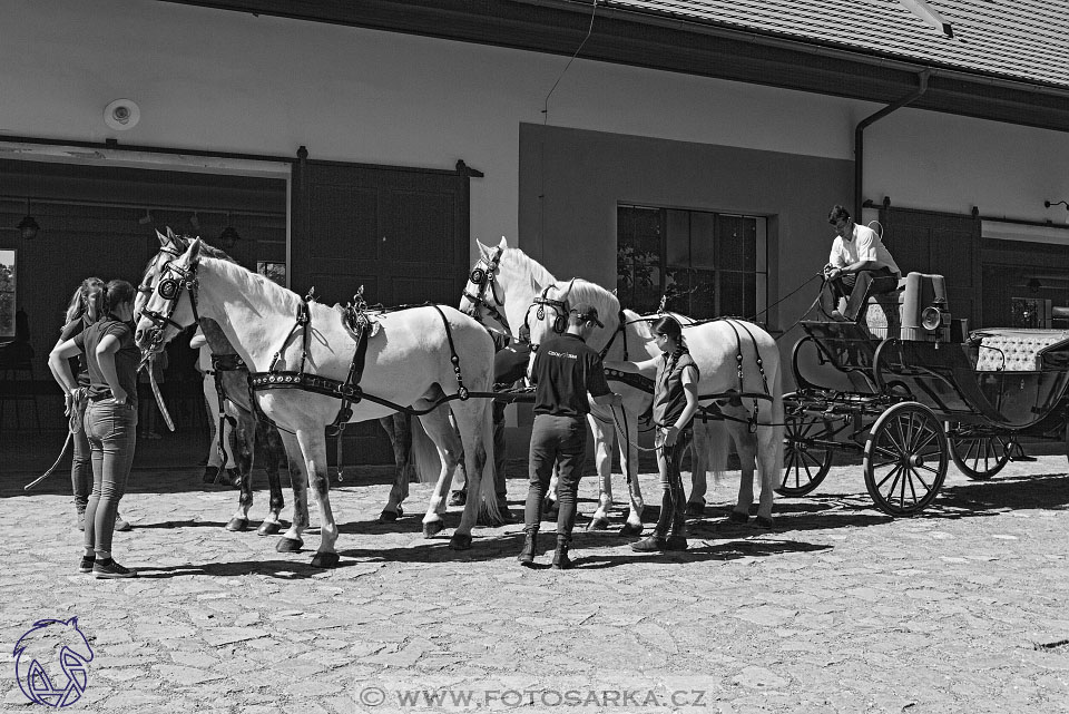 27.5.2017 - Den starokladrubského koně