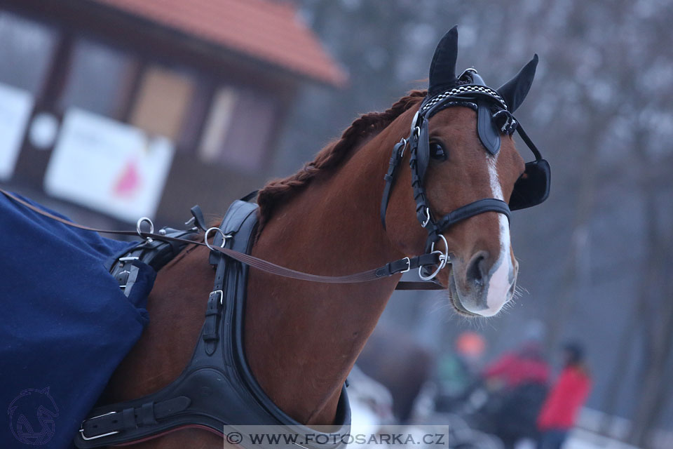 28.1.2017 - spřežení Hradištko