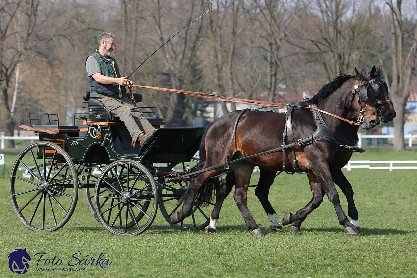 30.-.31.3.2019 - Soustředění spřežení v NH Kladruby