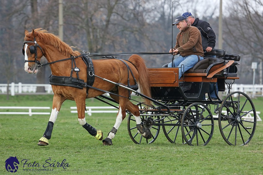 30.-.31.3.2019 - Soustředění spřežení v NH Kladruby