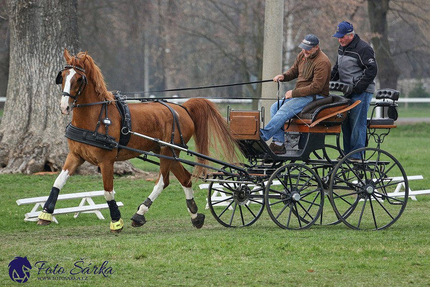 30.-.31.3.2019 - Soustředění spřežení v NH Kladruby