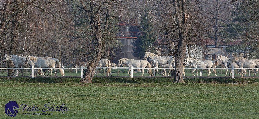 30.-.31.3.2019 - Soustředění spřežení v NH Kladruby