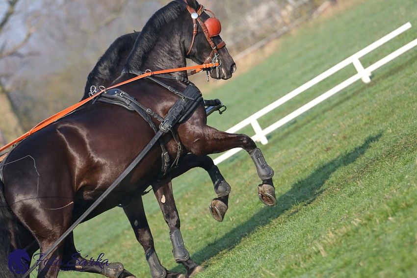 30.-.31.3.2019 - Soustředění spřežení v NH Kladruby