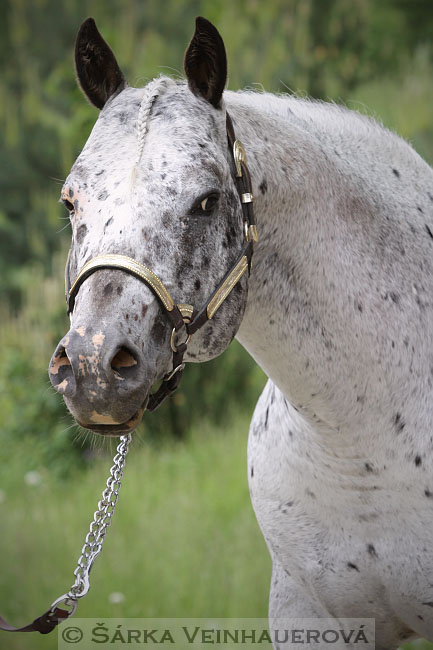 Appaloosa hřebec
