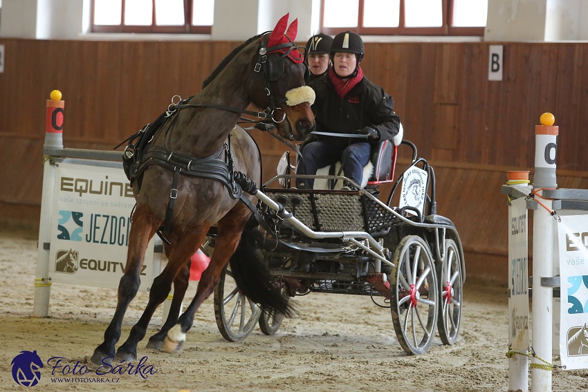 Brno 2019 - spřežení