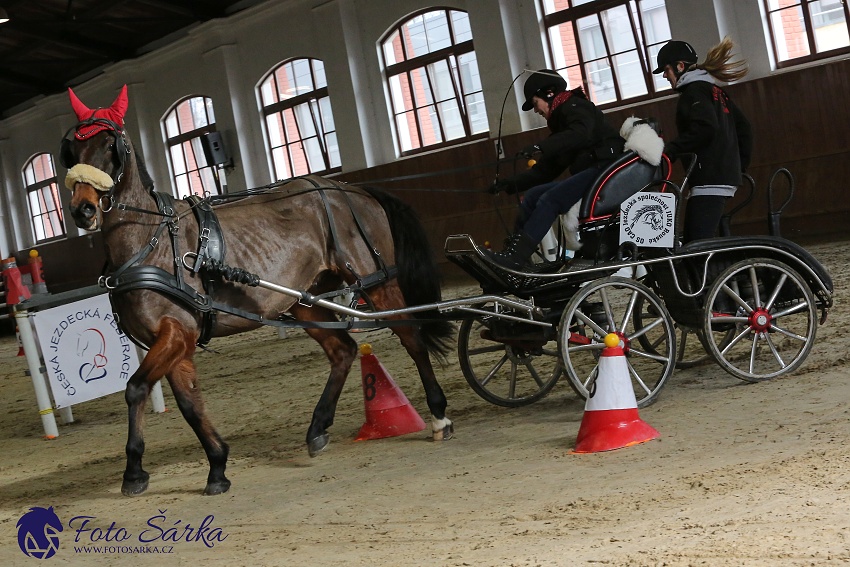 Brno 2019 - spřežení