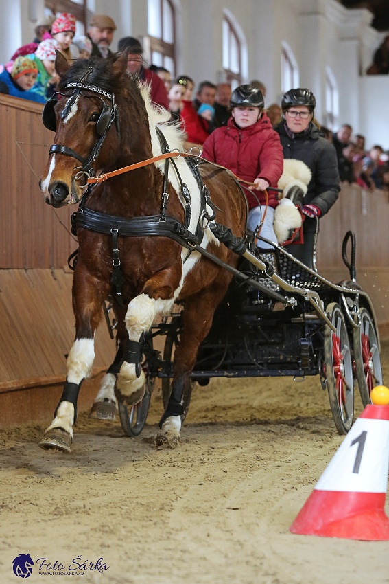 Brno 2019 - spřežení