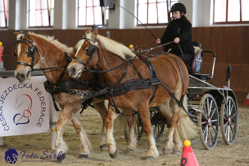 Brno 2019 - spřežení