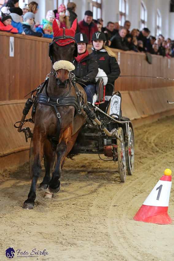 Brno 2019 - spřežení