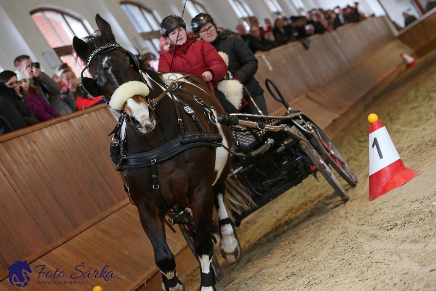 Brno 2019 - spřežení