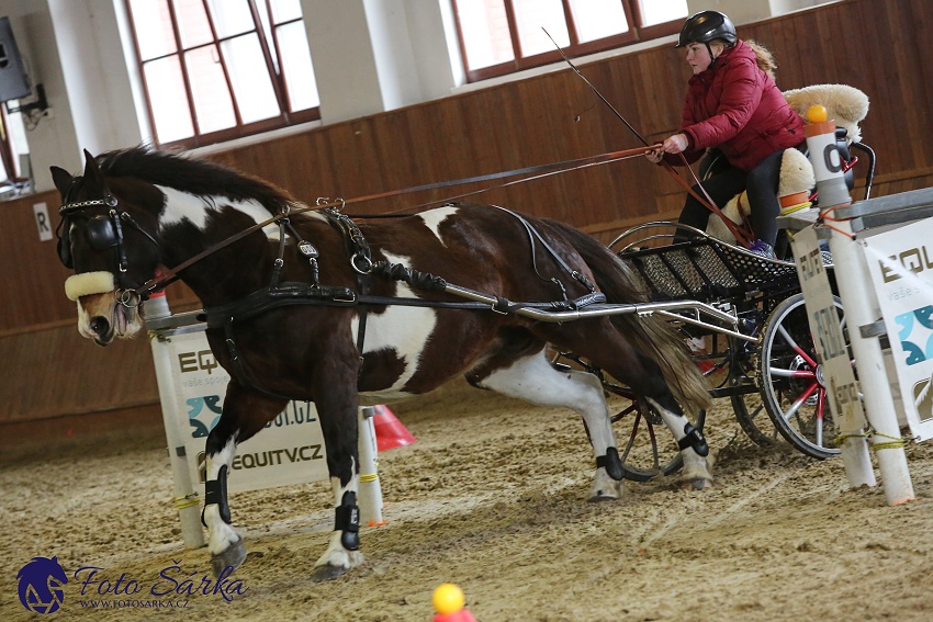 Brno 2019 - spřežení