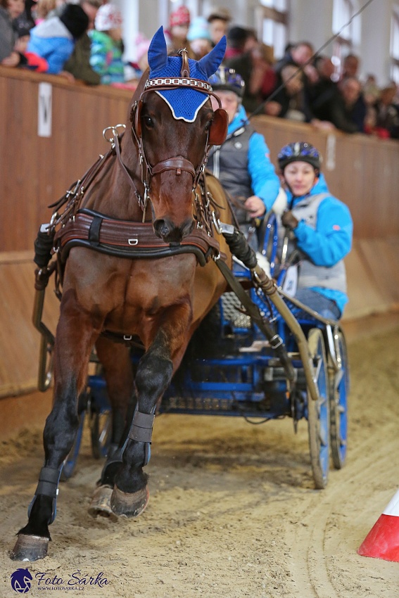 Brno 2019 - spřežení