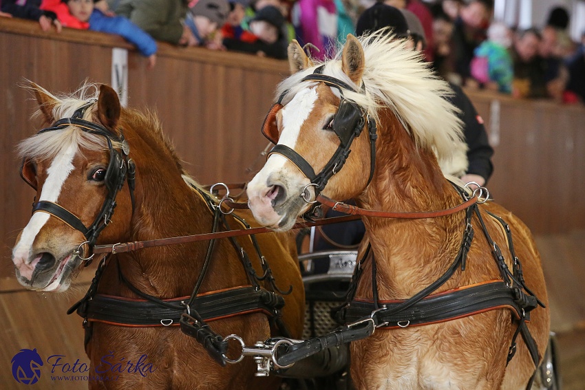 Brno 2019 - spřežení