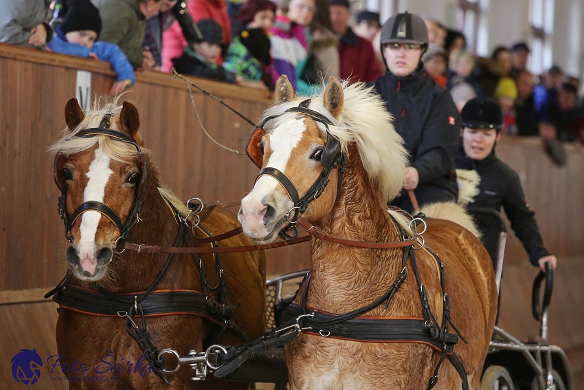 Brno 2019 - spřežení