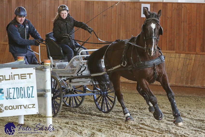 Brno 2019 - spřežení