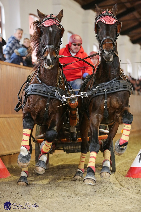 Brno 2019 - spřežení