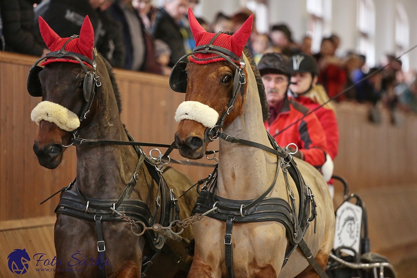 Brno 2019 - spřežení