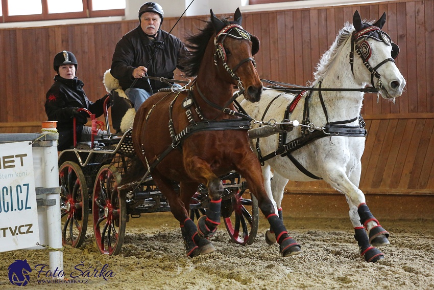 Brno 2019 - spřežení