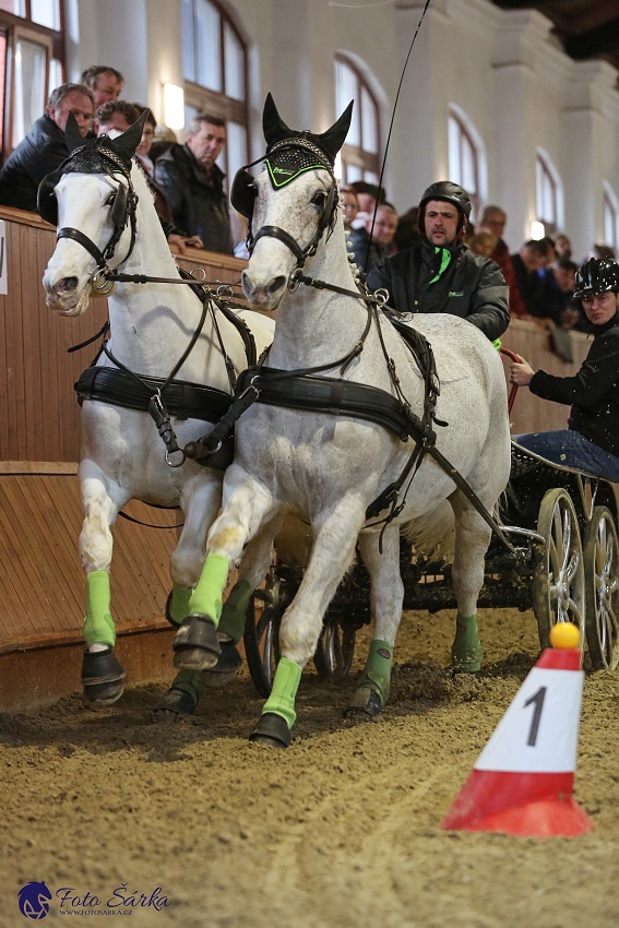 Brno 2019 - spřežení