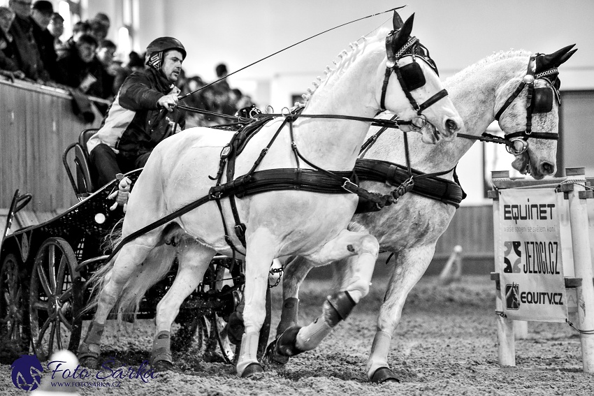 Brno 2019 - spřežení