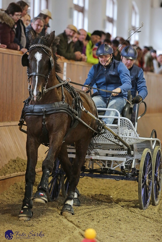 Brno 2019 - spřežení