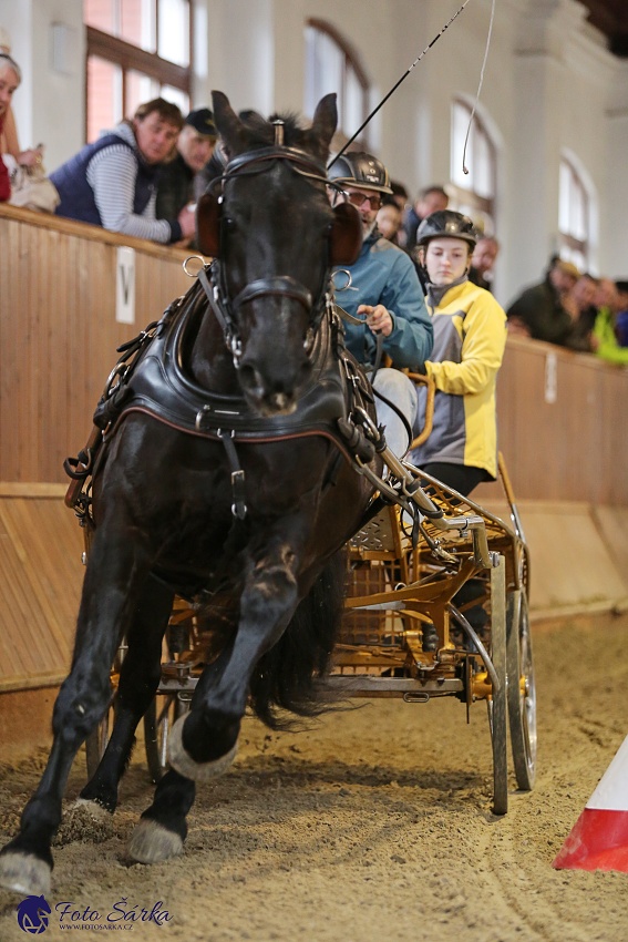 Brno 2019 - spřežení