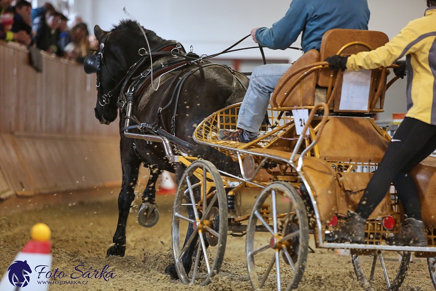 Brno 2019 - spřežení