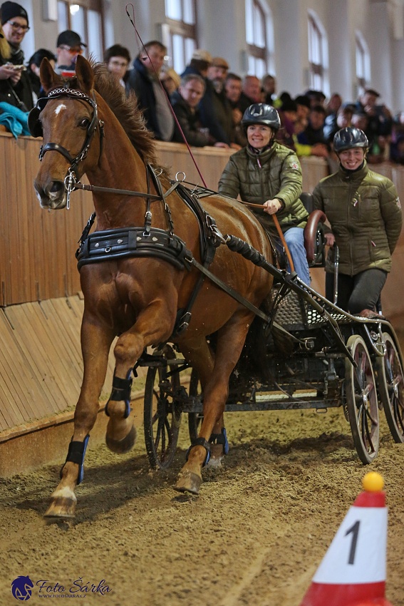 Brno 2019 - spřežení