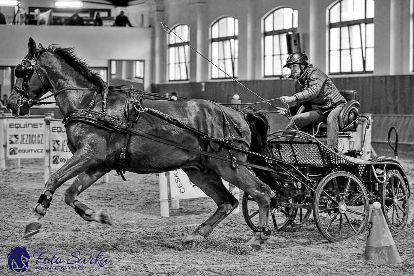 Brno 2019 - spřežení