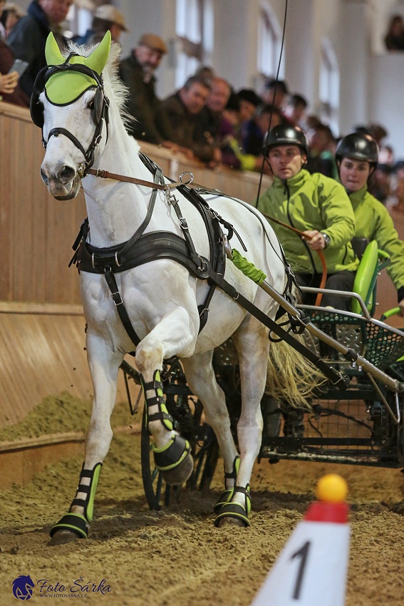 Brno 2019 - spřežení