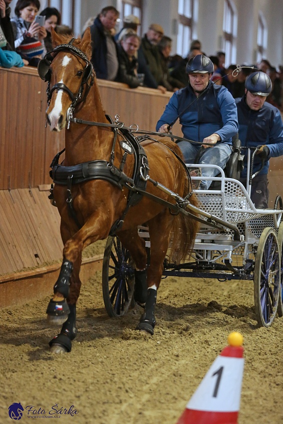 Brno 2019 - spřežení