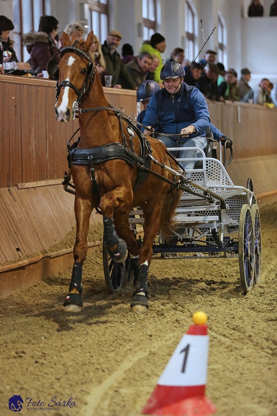 Brno 2019 - spřežení