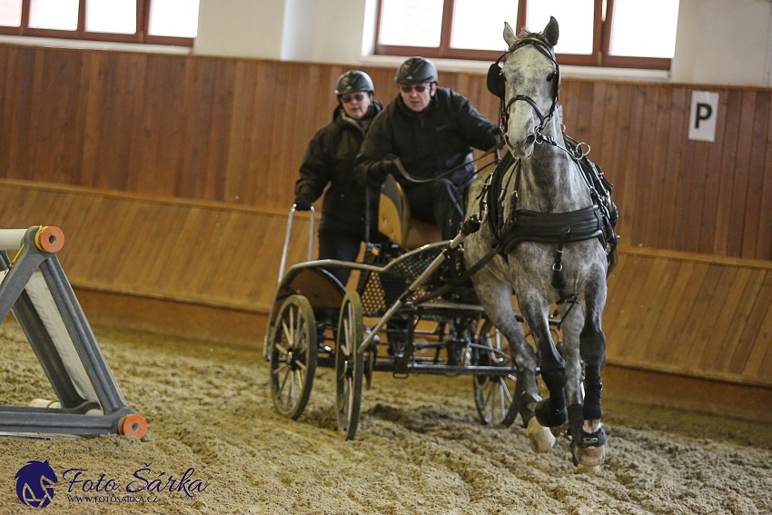 Brno 2019 - spřežení