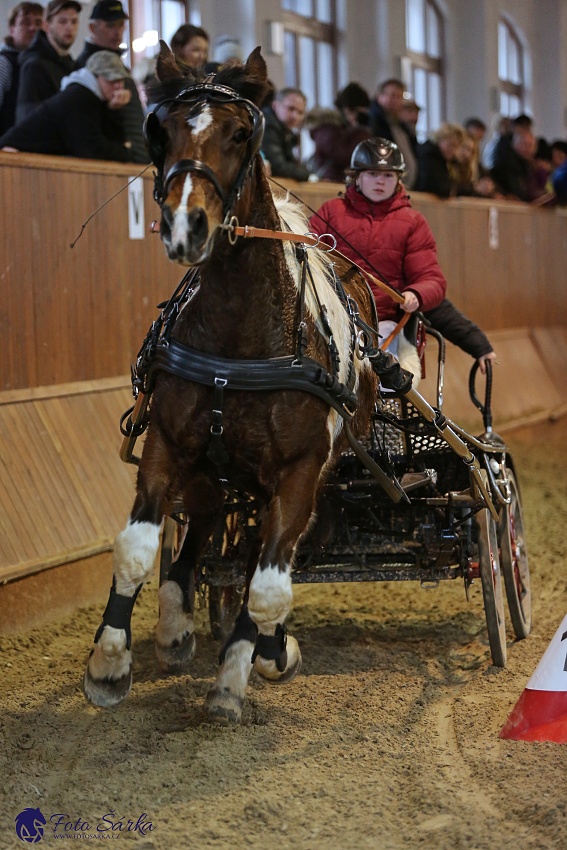 Brno 2019 - spřežení