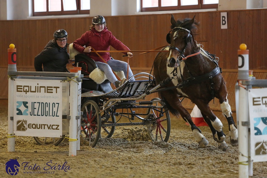 Brno 2019 - spřežení