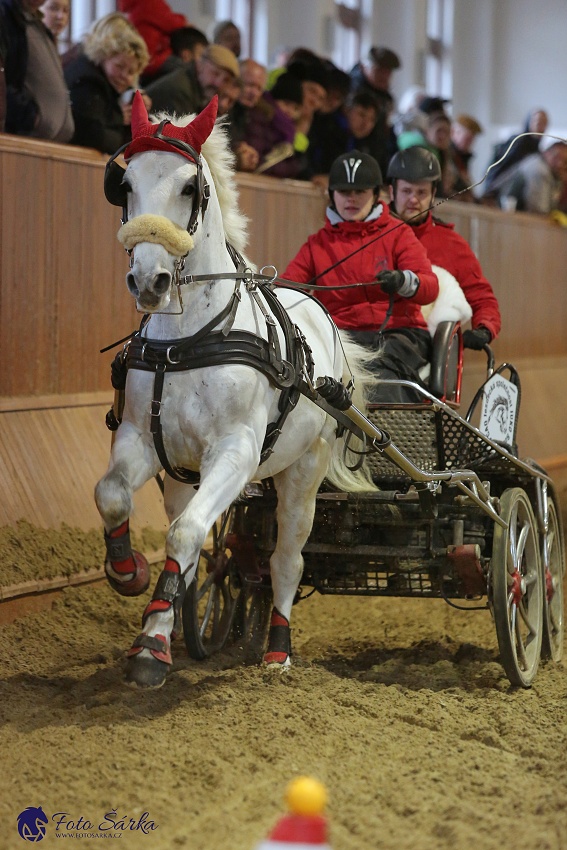 Brno 2019 - spřežení