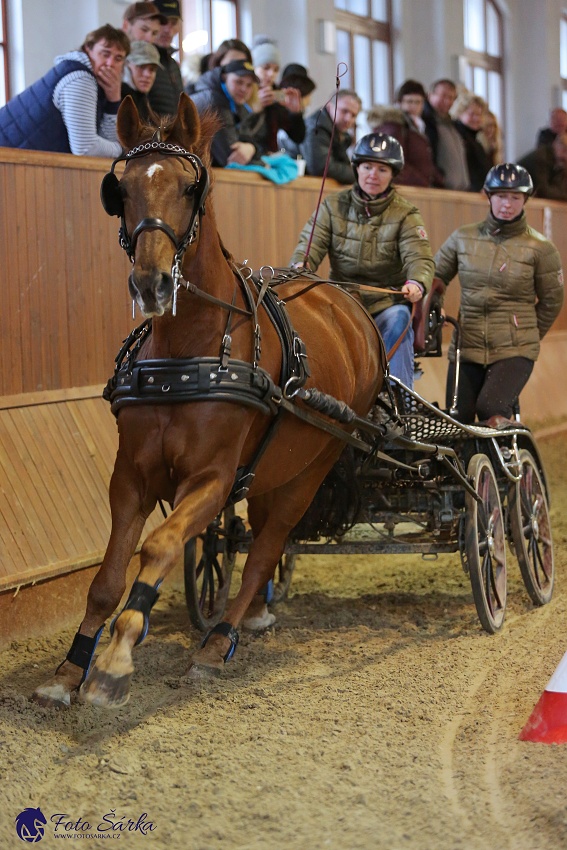 Brno 2019 - spřežení