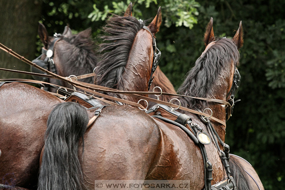 CAIO - Nebanice 2016