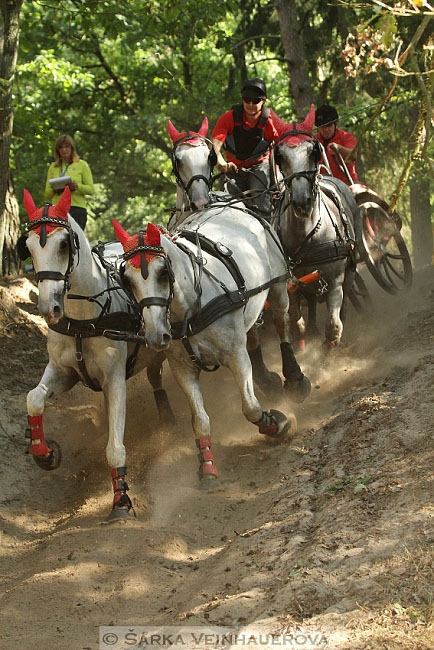 Čtyřspřeží v maratonu