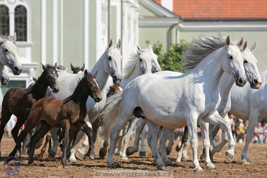 Den starokladrubského koně