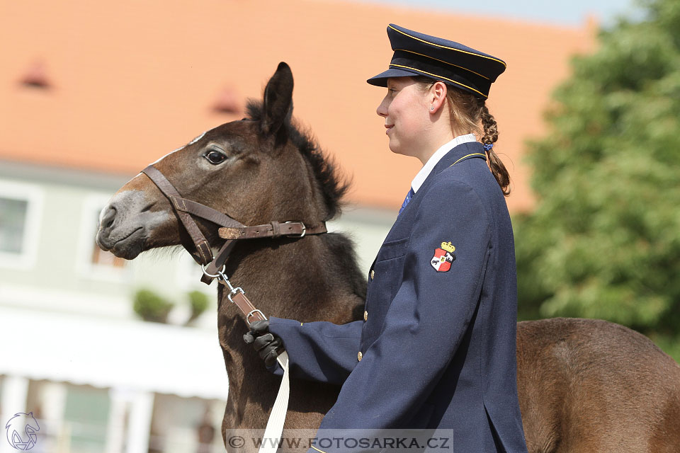 Den starokladrubského koně