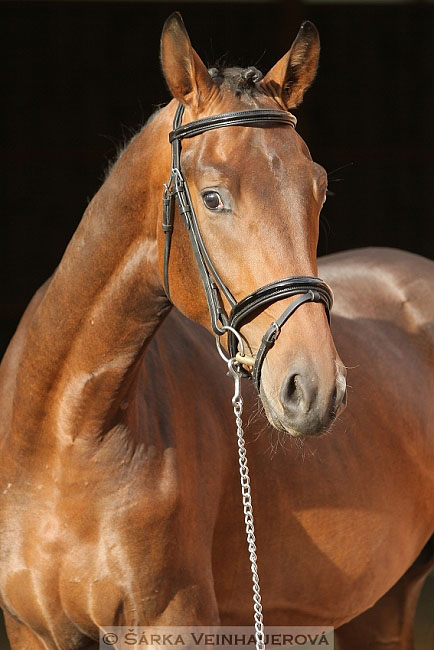 Fürst Wilbur 