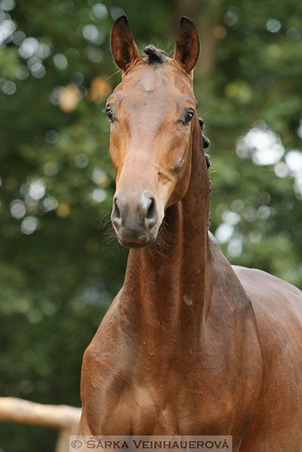 Fürst Wilbur 