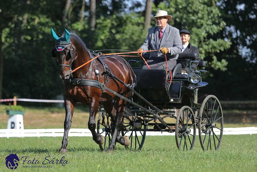 Heřmanův Městec 2018 - drezura