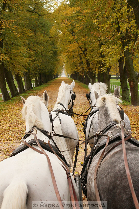 Hřebci v NH Kladruby