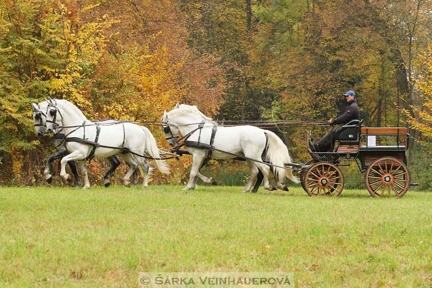Hřebci v NH Kladruby